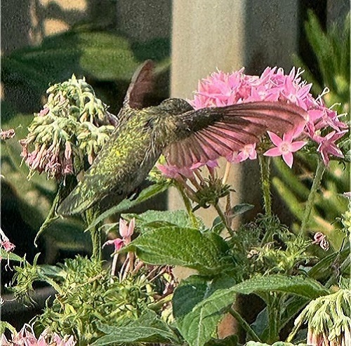 by-tor hummingbird iphone 1.jpg